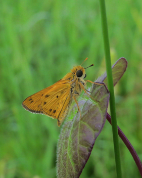 Fiery Skipper male